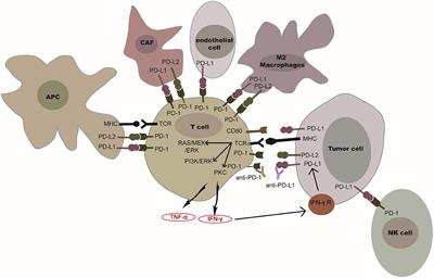 Clinical and Recent Patents Applications of PD-1/PD-L1 Targeting Immunotherapy in Cancer Treatment—Current Progress, Strategy, and Future Perspective